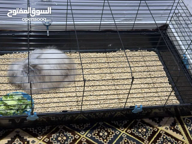 للبيع أرنب أدب بير