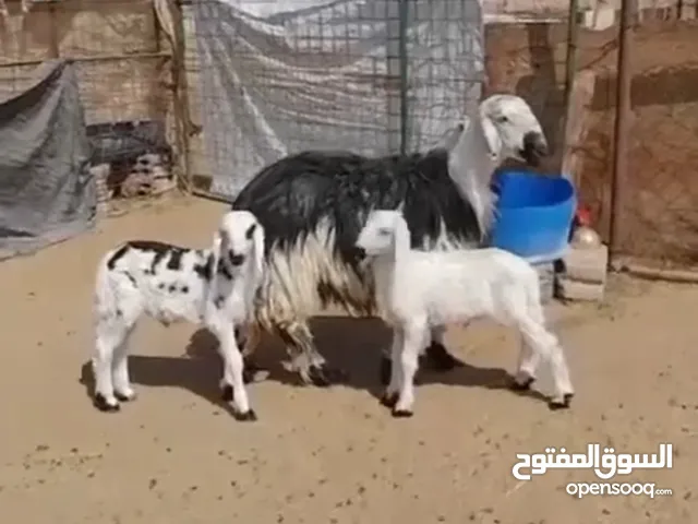 جاعده نجدية تحته كبش وحمله