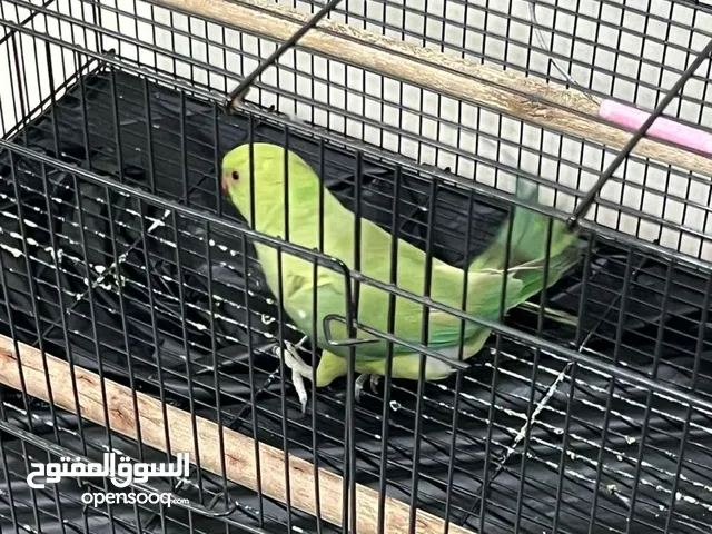 Fenale Green Parrot