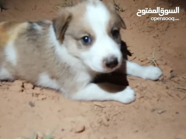 جراوي للبيع العدد 4