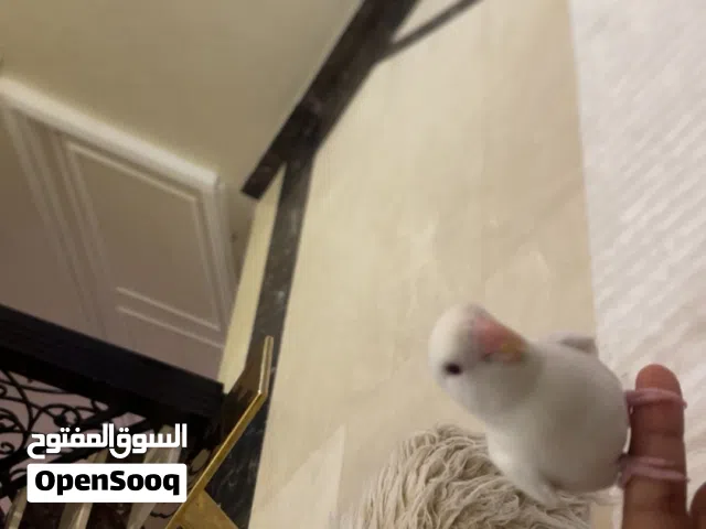 طير لوف بيرد روز