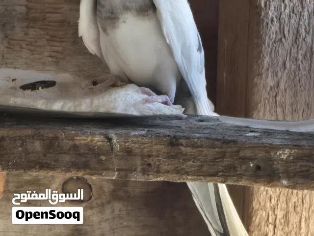 كوكتيل للبيع و ببغاء دره