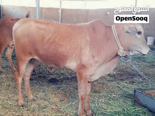 ثور عماني تحت امه للبيع