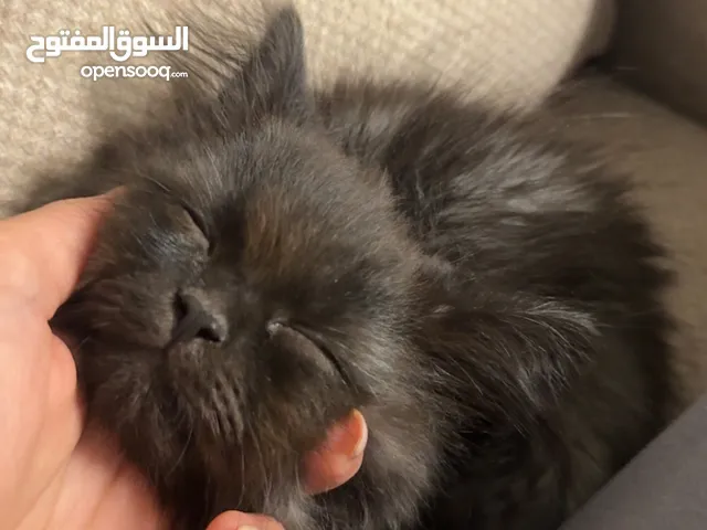 قط شيرازي (Persian) أصلي