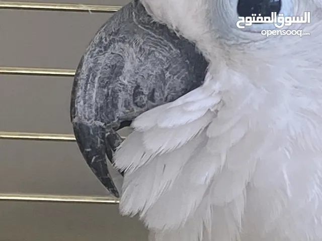 كوكاتو امبريلا