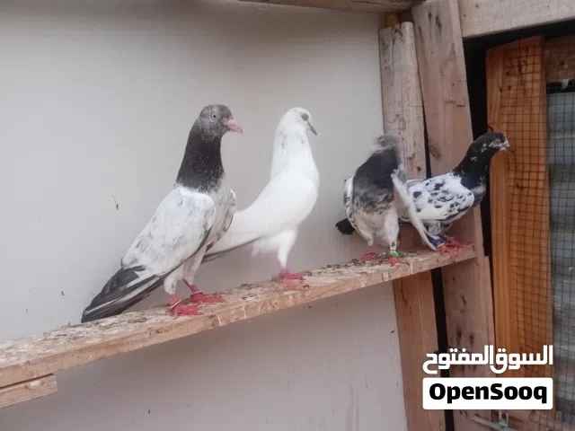 حمام بتكستاني