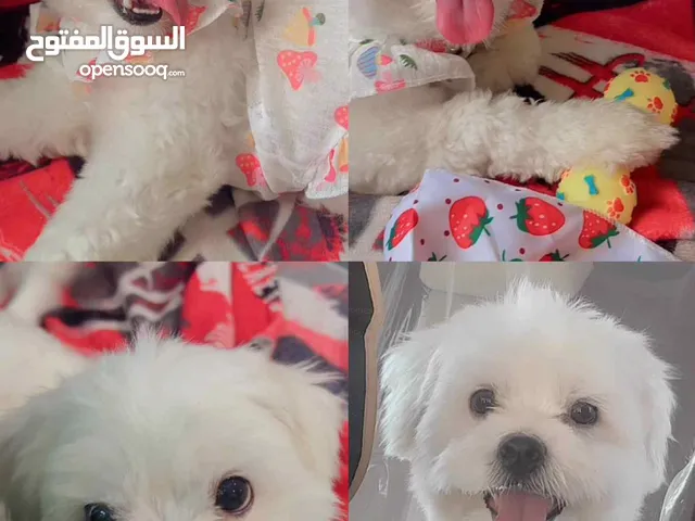 شيتزو للتبني ( انثى تحب اللعب )