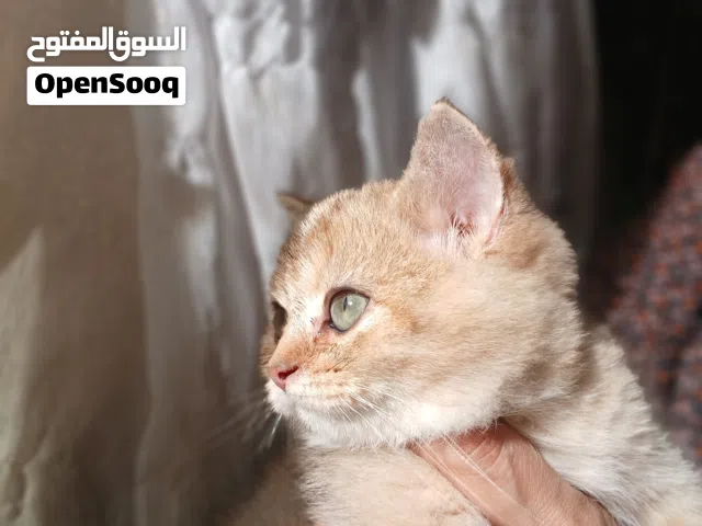 قطط جولد للبيع