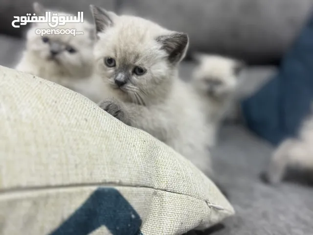 3 كيتن هملايا