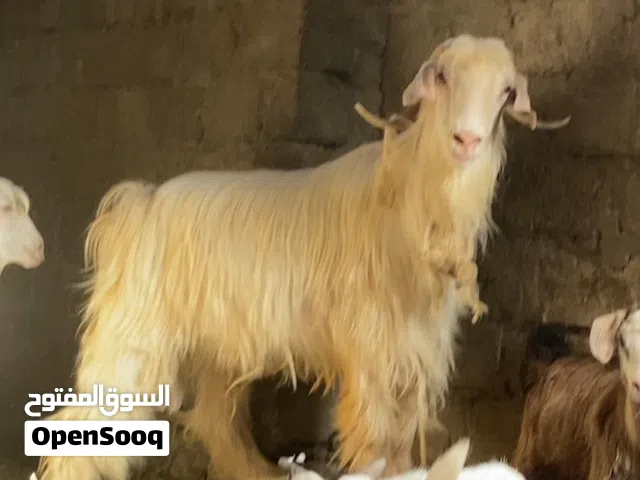 سخل عماني ( غنم )