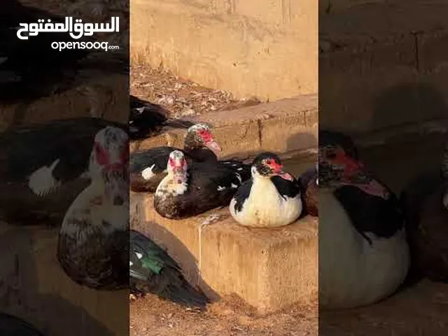 بط بلدي ذكور وإناث ترباية منزلية