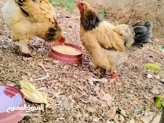 فرختين براهما بف