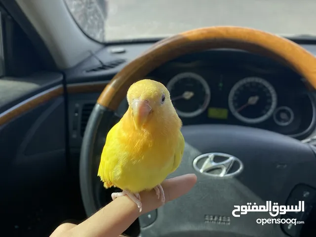 روز اورنج مروض