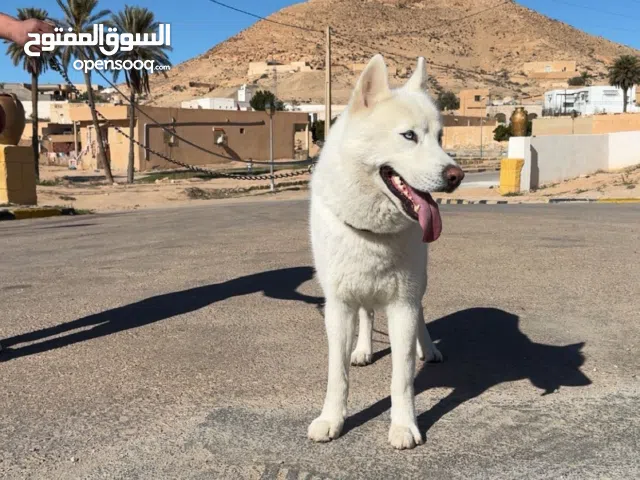 هاسكي سوم باهي نبيع