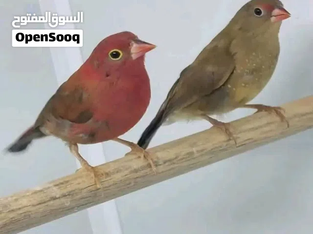 زيبرا ناريه