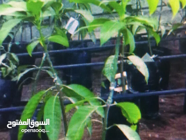 مانجو لانجرا ممتاز