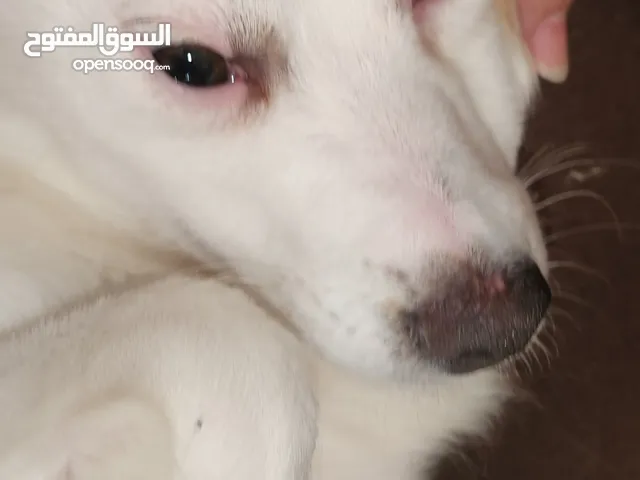 كلبين للبيع