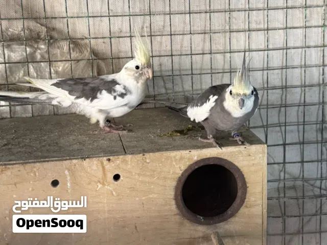 زوج كوكتيل كريم فيس