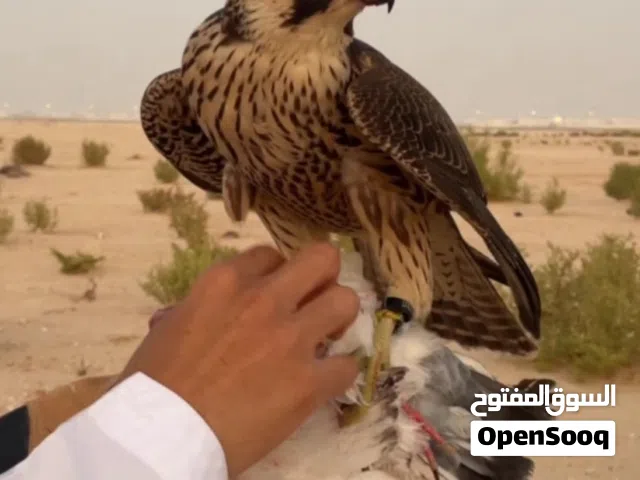 وكري شواهين