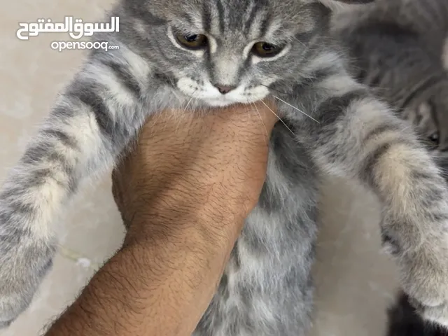 سكوتش + شيرازي