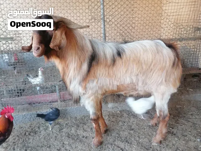 تيس فحل امورطيبه فحل ماشاء الله تبارك الله