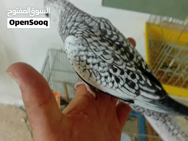 متاح حبات كوكتل مفطومات زق يدوي