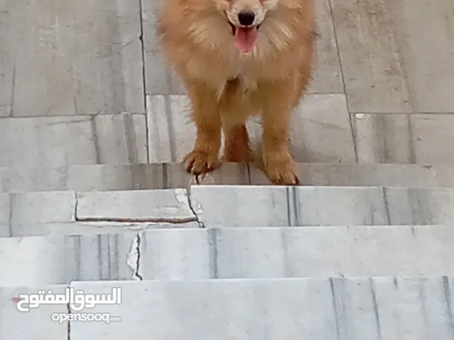 كلب بومرينين عمرو9اشهر 