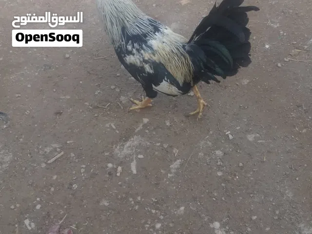 السلام عليكم ..متاح دجاج دجاجتين وديج اقره الوصف