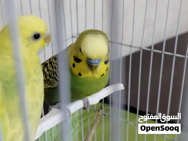 جوز حب للبيع