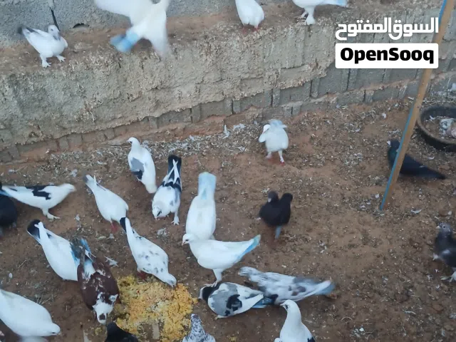 كوبيات حمام عربي