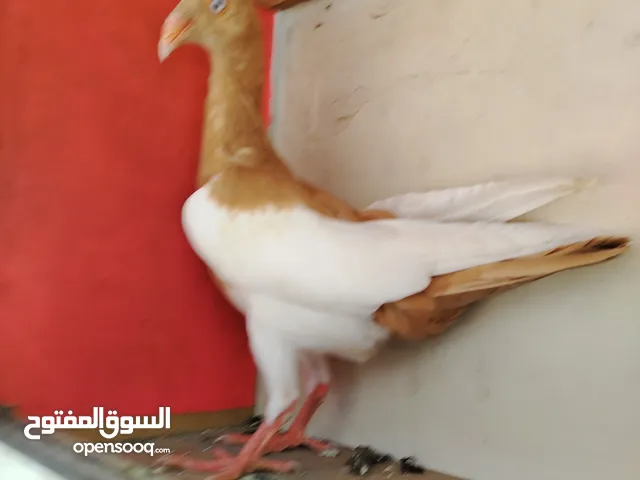15 طير مخلف 4 يهودي رقبه شبر 4 مزههورات 4 نوري 1مخلف سلفر يهوديات نخب رقبه شبر 12 جوز يهودي