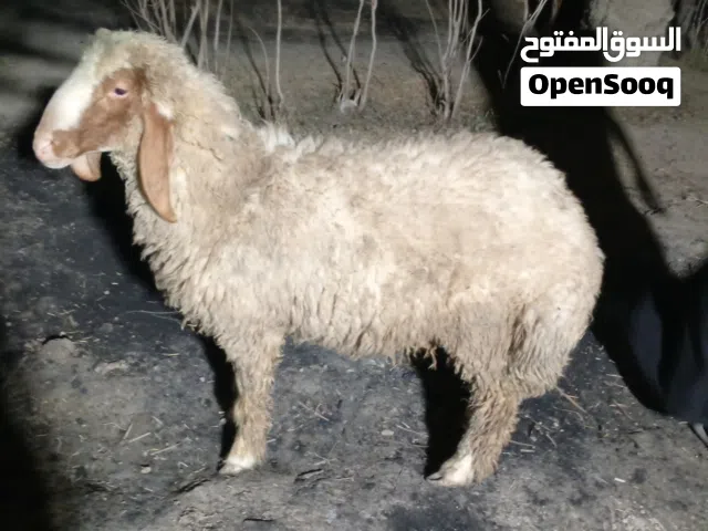 طلي كريشي بعدة ورجين ما مبدل ولا سن  طلي سمين وخشن كريشي درجة اولة