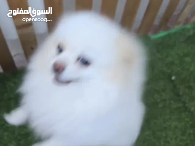 كلاب بومرينيان للبيع