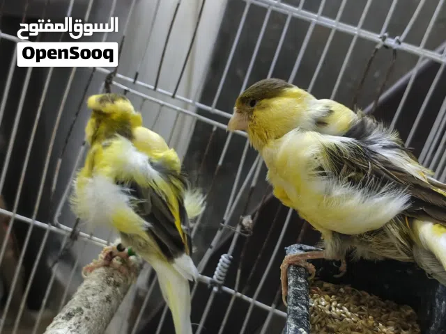 طيور كنار اقرأ الوصف