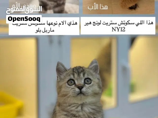 قطة للبيع 30ريال
