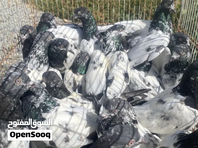 للبيع حمام باكستاني تيدي مطيار طيور بيور ودم واحد