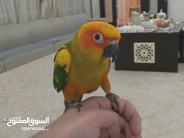 صن كنيور - sun conure