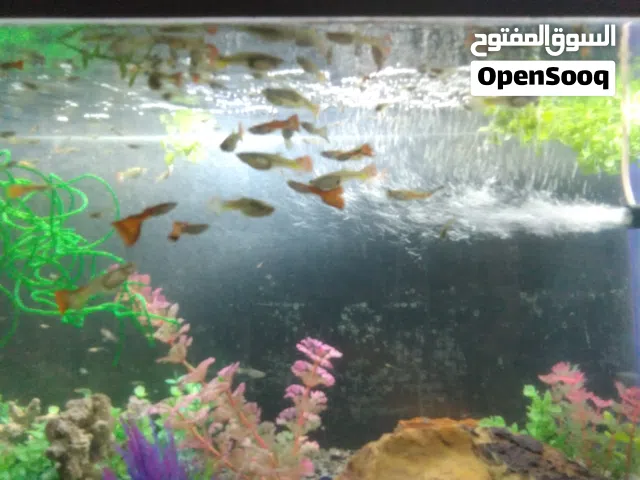 اسماك جوبيز