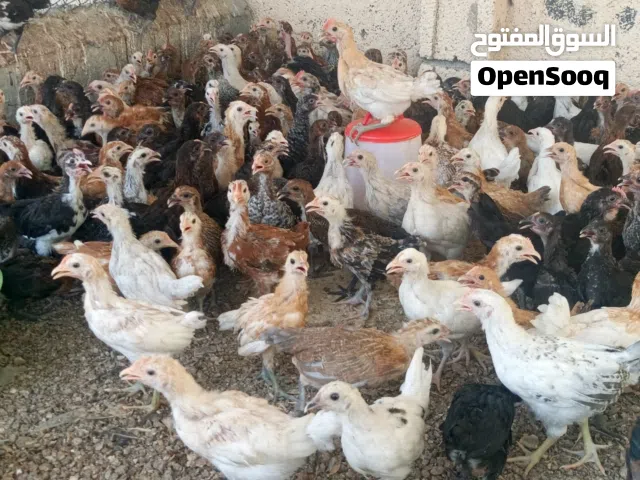دواجن محليه العمر شهر و10 أيام الحبه 500 بيسه