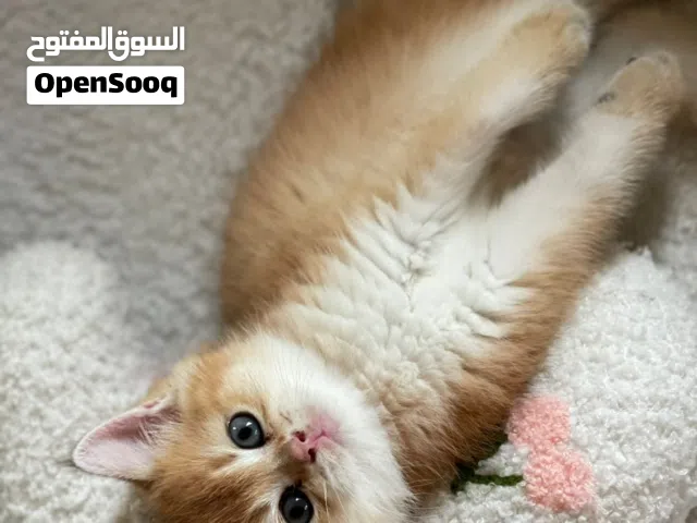 ذكر سكوتش فولد جولدن برتش جولدن