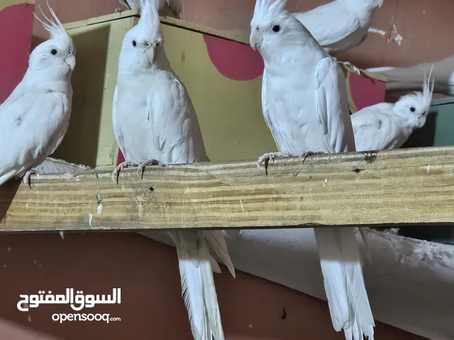 طيور عراقيات صحه ونظافه فول