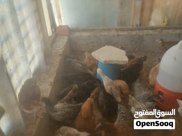 فرخات بلدي عمر شهر ونصف