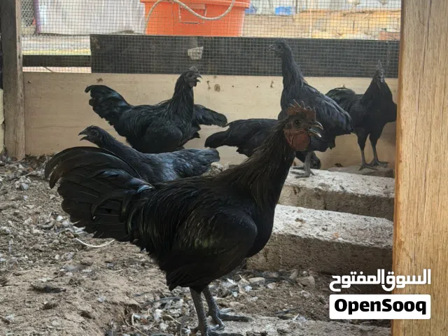 دجاج اندونيسي الأسود