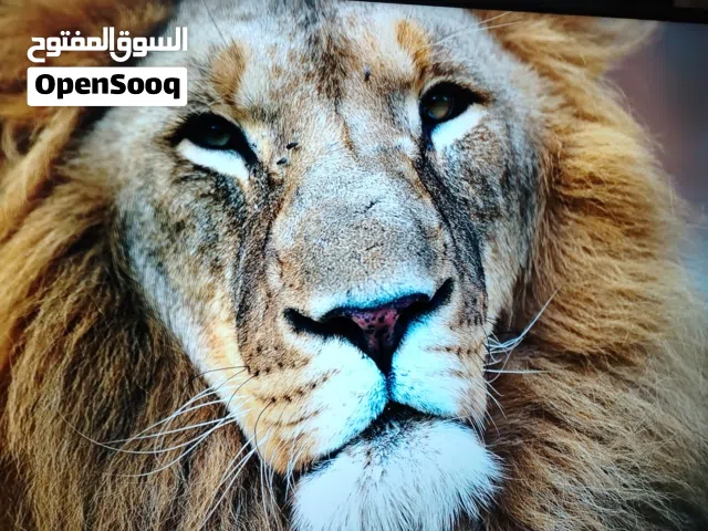 شاشه ماجيك 50 سمارت