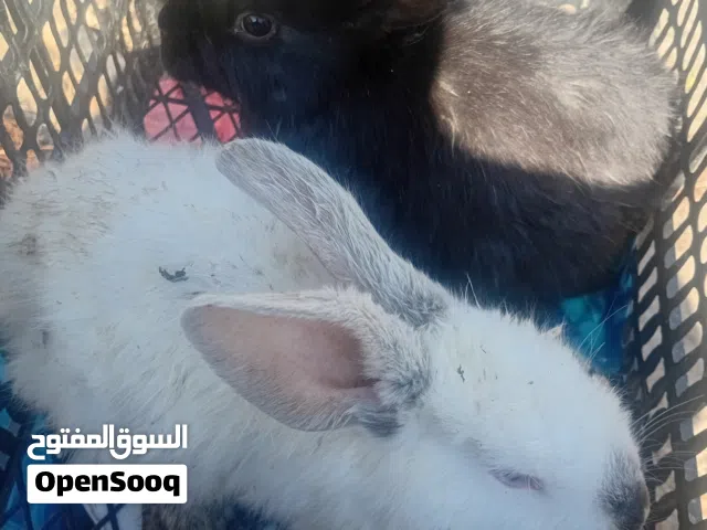 جوز ارانب عمر 4شهور تقريبا