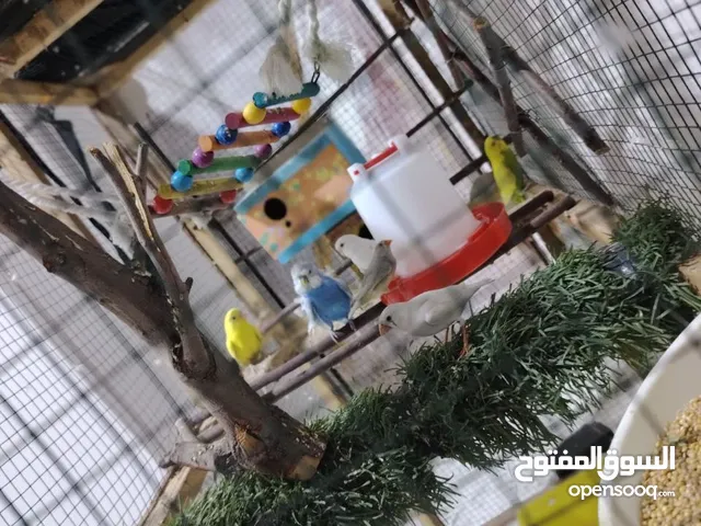 طيور حب لبيع. اربع زواج وتك