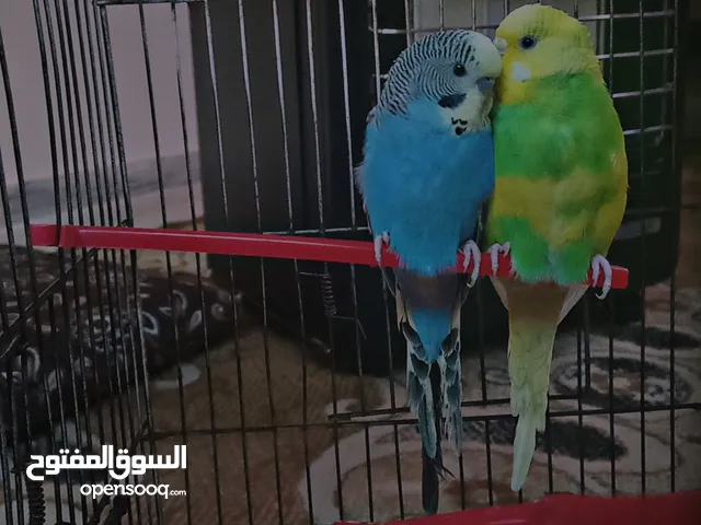 جوز حب للبيع و أليف