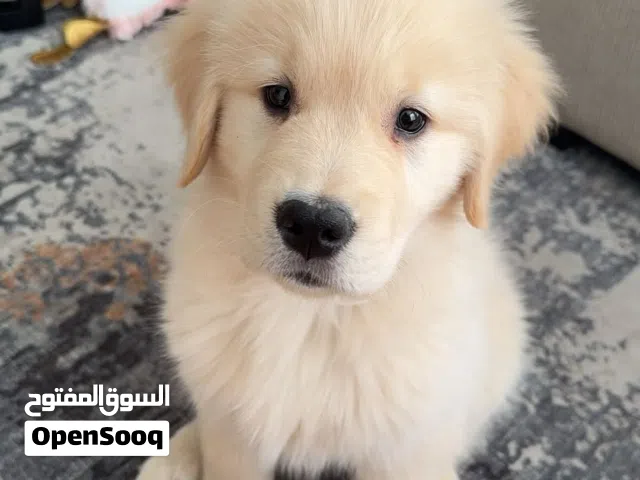 Golden retriever puppies