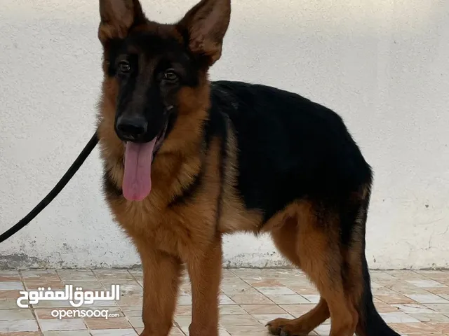 Puppies G.S.D جراوي بلاك اند تان ووررك شورت هير ولونج هير work line short hair