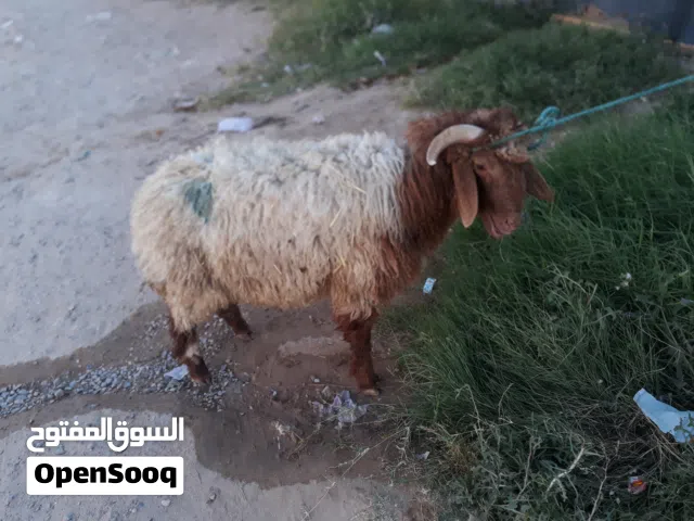 خروف الله ايبارك